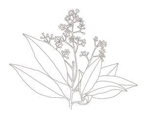 Botanica Logo 2