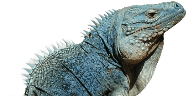 Blue iguana cutout