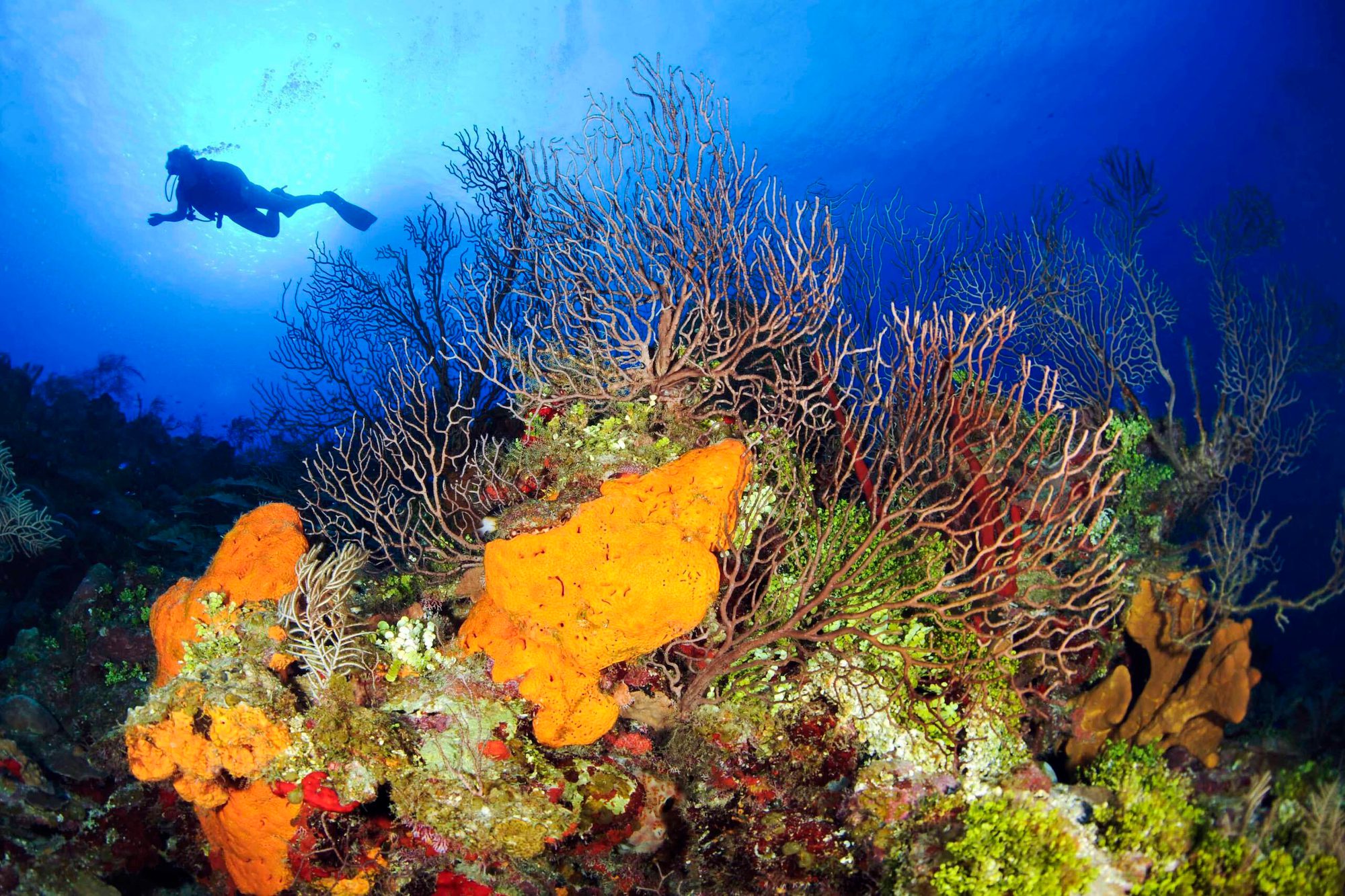 Grand cayman scuba diving
