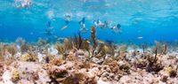 Grand cayman snorkelling