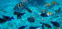 Snorkelling fish